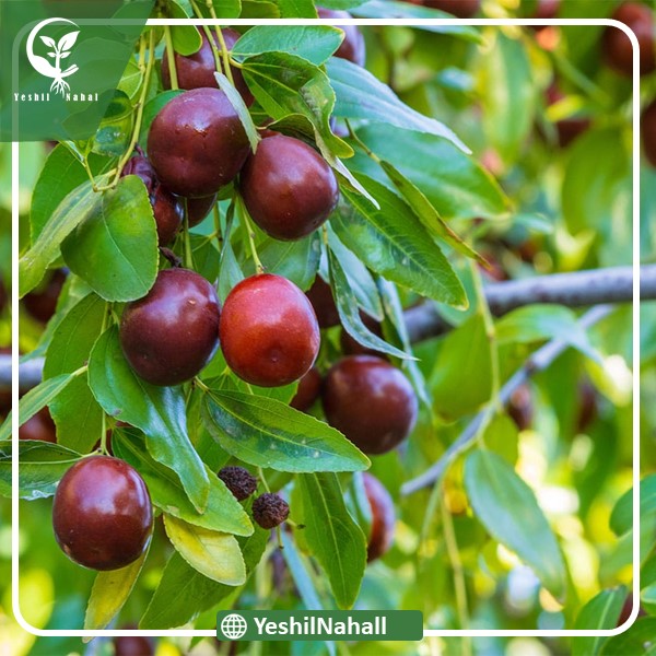 نهال عناب سیرجان